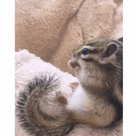 シマリスベビーちょこをお迎えして…の画像