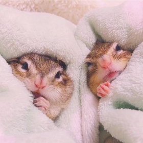 双子みたいなちびーず♪の画像