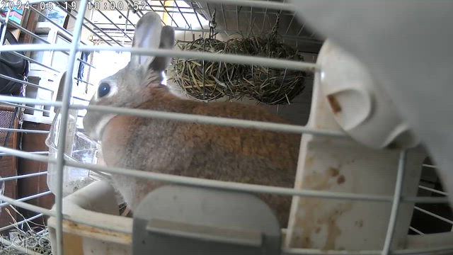 【奇跡の回復！】愛うさぎフー、初めての鬱滞を乗り越えました！ の記事動画