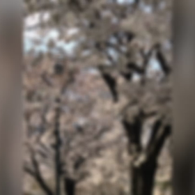 桜花賞予想の画像