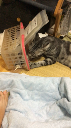 保護猫ミーコハンターになるの記事動画