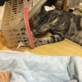保護猫ミーコハンターになるの画像