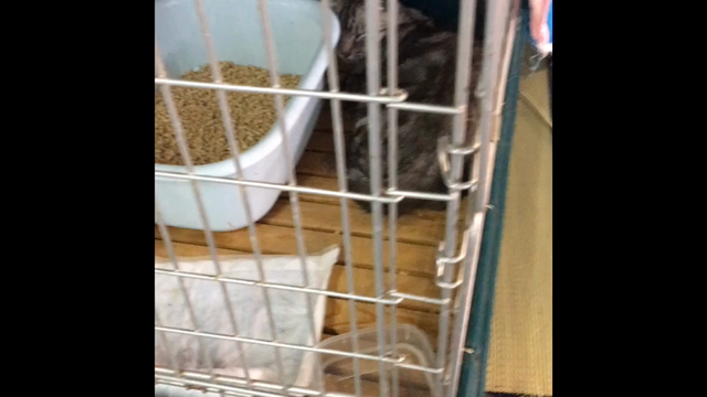 地域猫保護の記事動画