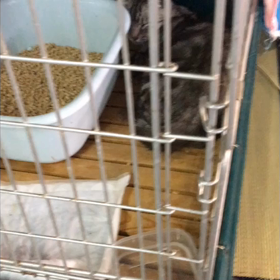 地域猫保護の画像