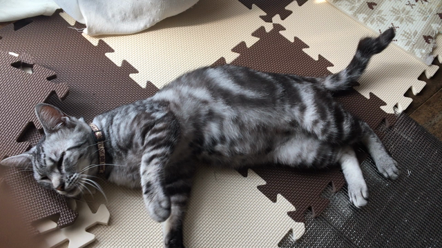 保護ねこ1週間目の記事動画