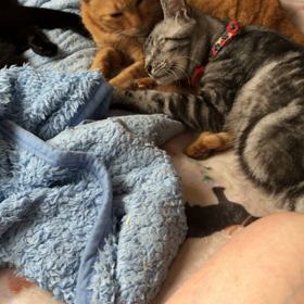 家族記念日の画像