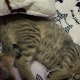 自分軸で生きるの画像