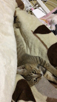 お布団に侵入者？？の記事動画