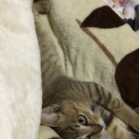 お布団に侵入者？？の画像