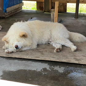 わさお ありがとうの画像