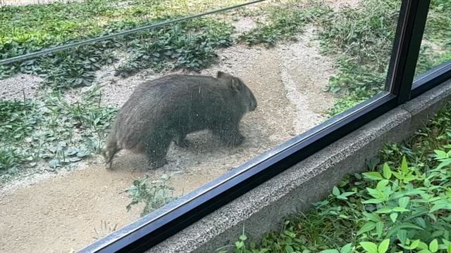 世界ウォンバットデー！！！の記事動画