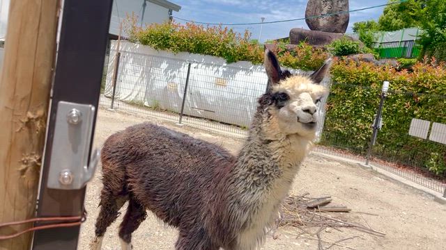 かんさつ広場で餌やり in 五月山動物園の記事動画