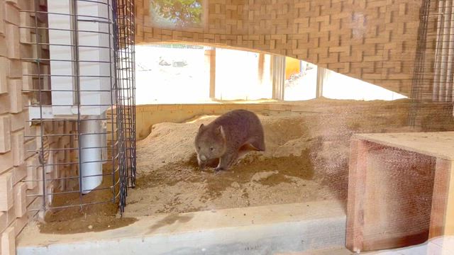 「ウォンバットだけじゃない動物園」in 五月山動物園の記事動画