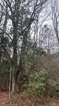 雪が降ったらやりたい事〜雪の結晶観察隊〜の記事動画