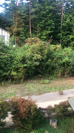 森の奥には、「養生園」があった⓶の記事動画