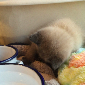 子猫ちゃん3日目の画像