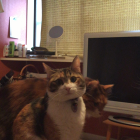 3ニャンの遊びの画像