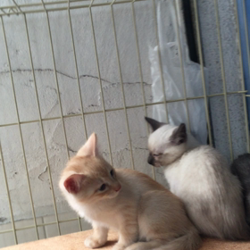 ねこてんの画像
