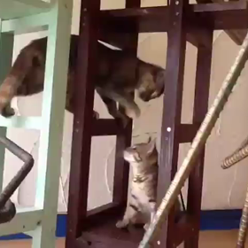 お久しぶりですの画像