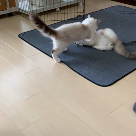 久しぶりの投稿の画像