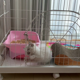こんなに猫好きになるなんての画像