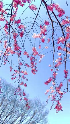 大好きな桜の季節の記事動画