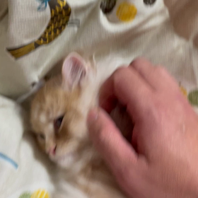 あぁ…辛いの画像