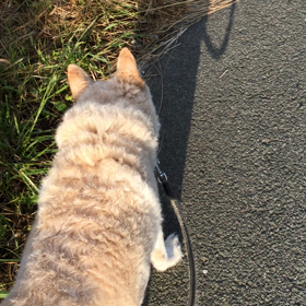 朝の日課の画像