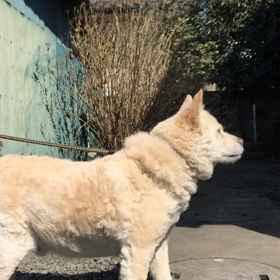 おしゃべりビーの画像