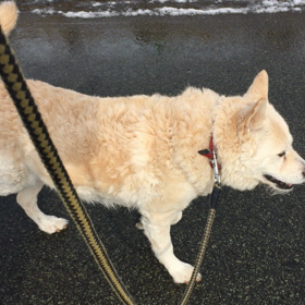 着信ビーの画像