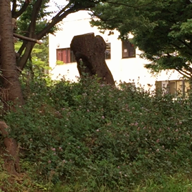 野生のリスの画像