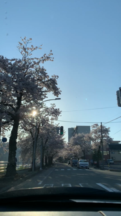 桜・山形市と中山町の記事動画