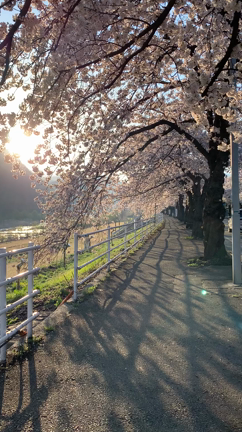 桜・山形市と中山町の記事動画