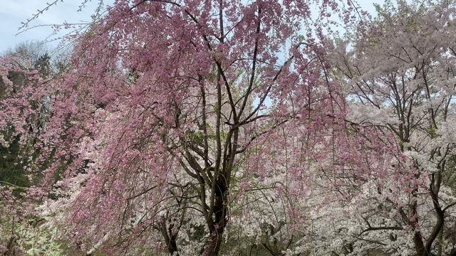桜・山形市と中山町の記事動画