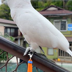 ソロモンオウムの画像
