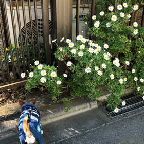 鈍感力！の画像