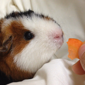 ニンジン旨し。の画像