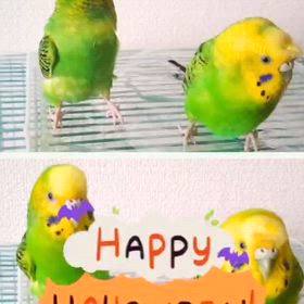 ハロウィンの画像
