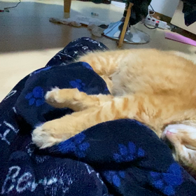 猫でもの画像
