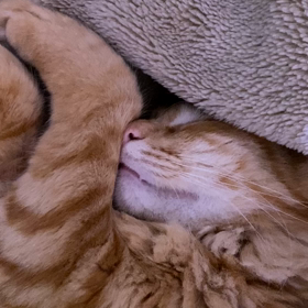 オンプの眠りの画像
