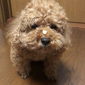 パクッの画像