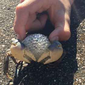 木更津 浜焼き屋 盤洲 3の画像