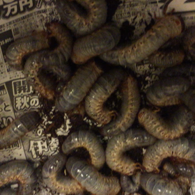 カブトムシ幼虫の画像