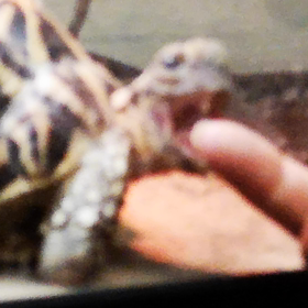 美味しそうなのか（笑）の画像