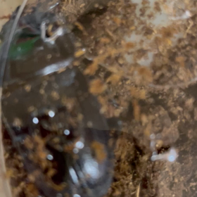 先程お知らせをいたしましたが...の画像