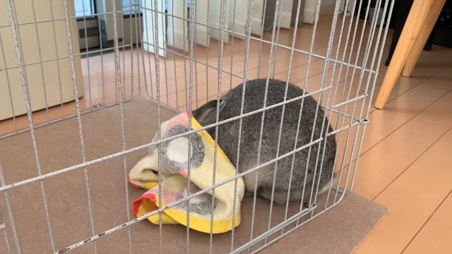 【診察日】新たに追加された検査項目とかお茶変えてどうなったとかの話の記事動画