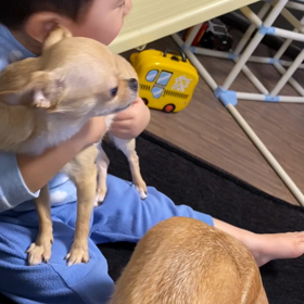 【2y2m21d】わんこが好きすぎるの画像
