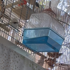 文鳥 成長記録の画像