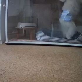 お留守番の画像