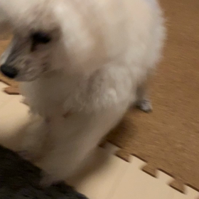 おいおいの画像